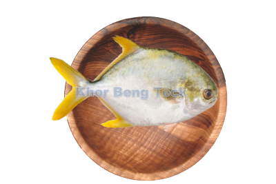 Silver Pomfret / 金 昌