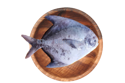 Chinese Pomfret / 大 斗 昌