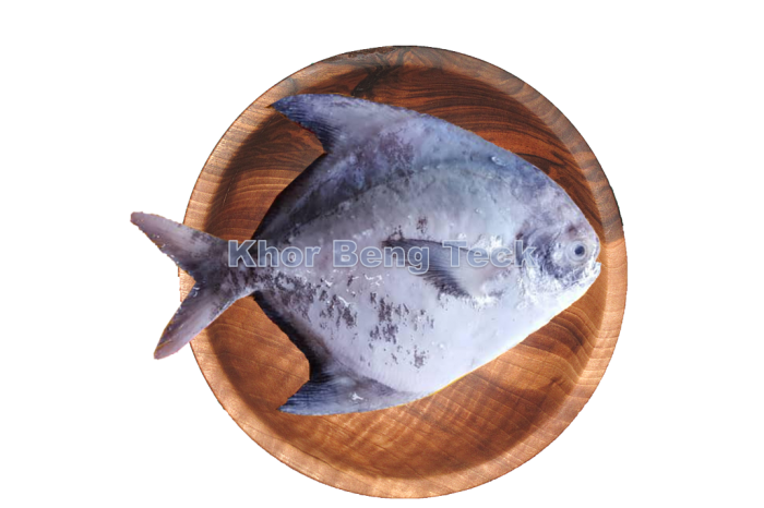 Chinese Pomfret / 大 斗 昌