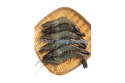 Farmed Prawn / 草 虾