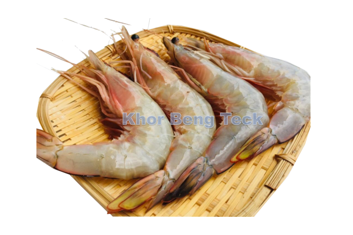 Western King Prawn 野生明虾