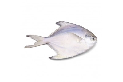 Bawal Putih / White Pomfret 