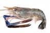 Western King Prawn / 野生明虾