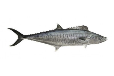 Ikan Tenggiri / Mackerel Fish / 马 交 鱼