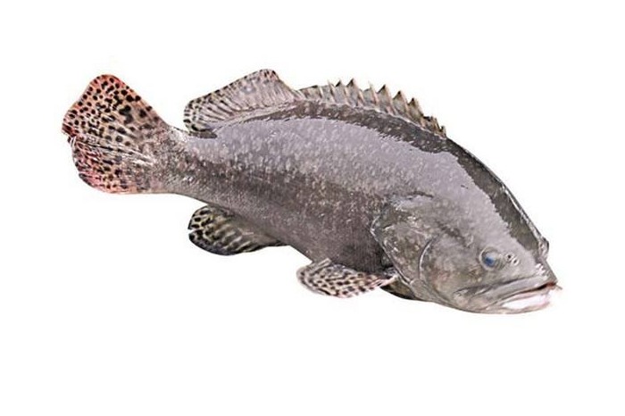 Ikan Kerapu Kertang / King Grouper / 龙胆鱼