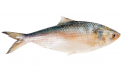 Siakap / 食 甲