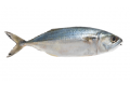 Ikan Kembung / Indian Mackerel Fish /甘榜鱼