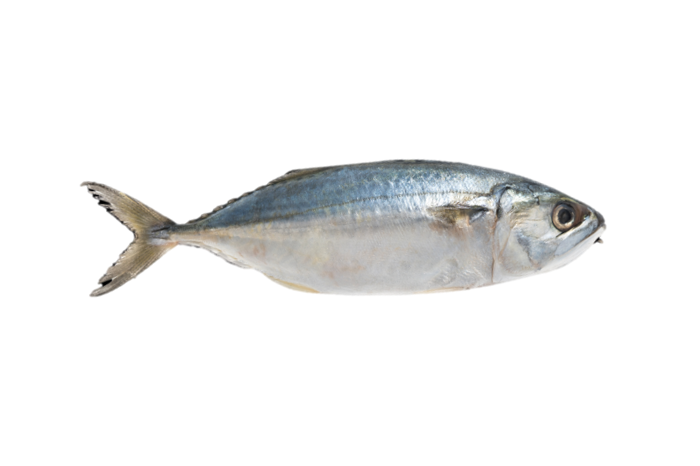 Ikan Kembung / Indian Mackerel Fish /甘榜鱼