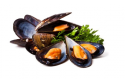 Kupang Hitam / Black Mussel / 黑蚝