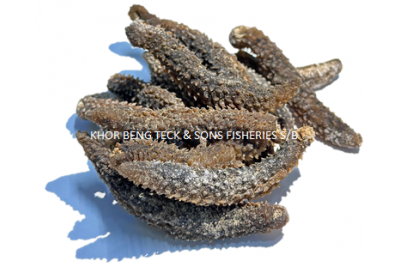 DRIED SEA CUCUMBER / 海参