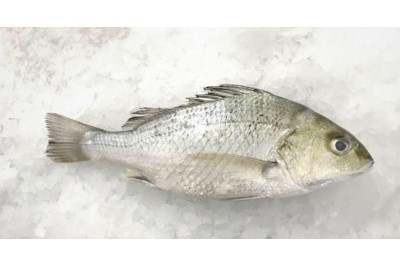 WHITE SNAPPER / JENAHAR PUTIH/ 白 皂