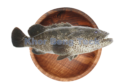 Ikan Kerapu / Grouper Fish / 石 斑